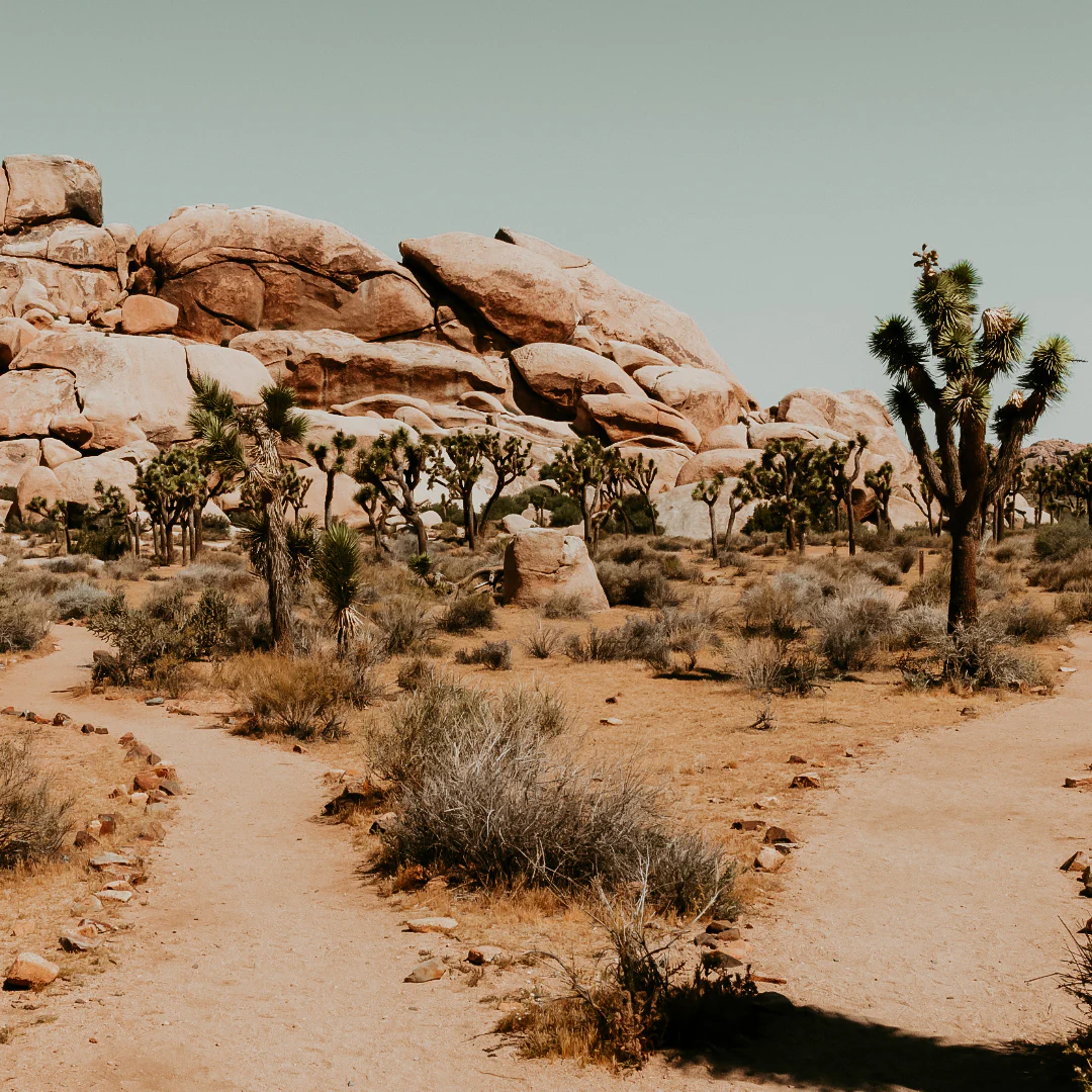 California Desert | Fragrance Oil