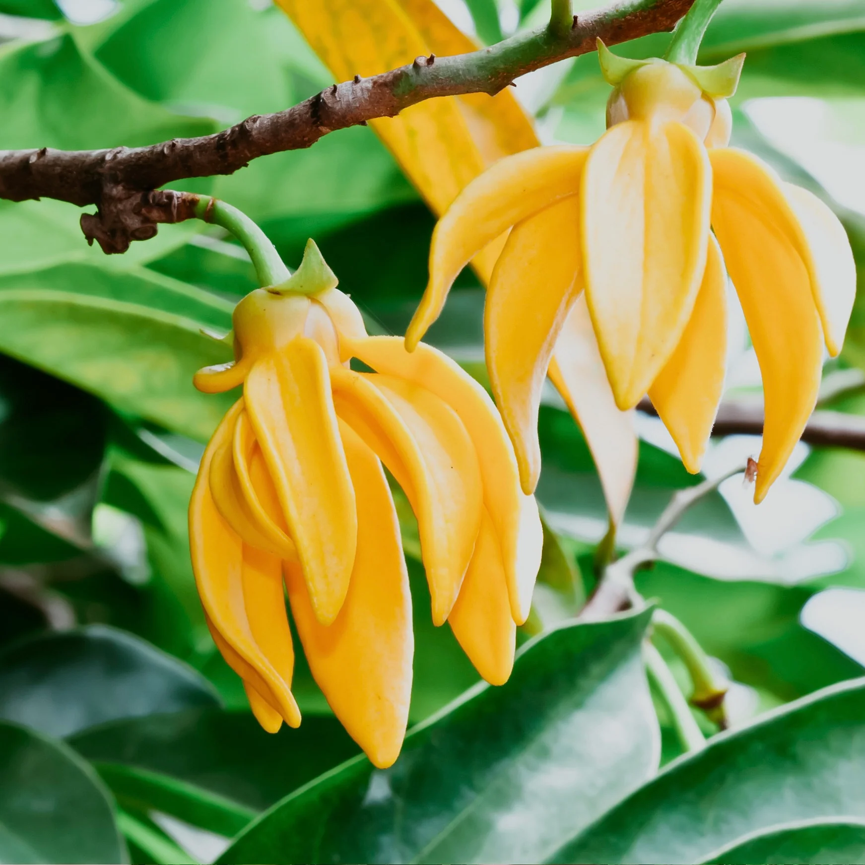 Moheli Ylang-Ylang | Fragrance Oil