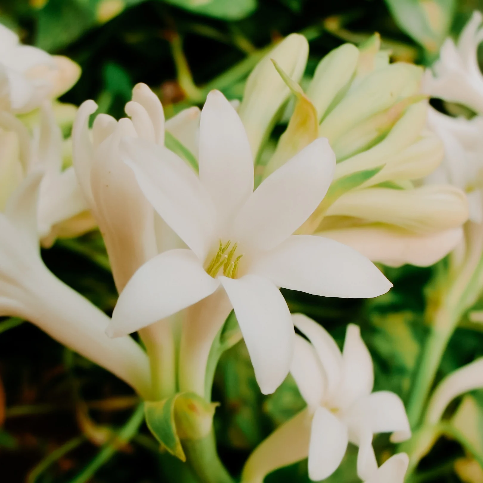 Spanish Tuberose | Fragrance Oil