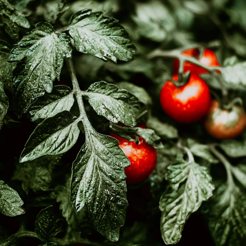 Tomato Leaves | Fragrance Oil
